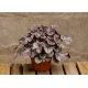 Żurawka 'Cinnabar Silver' - Heuchera Cinnabar Silver